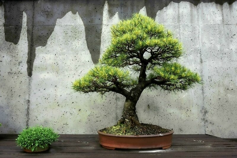 The Art of Growing Bonsai Trees
