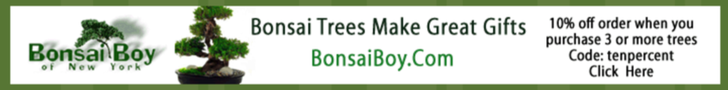 Bonsai Boy of New York